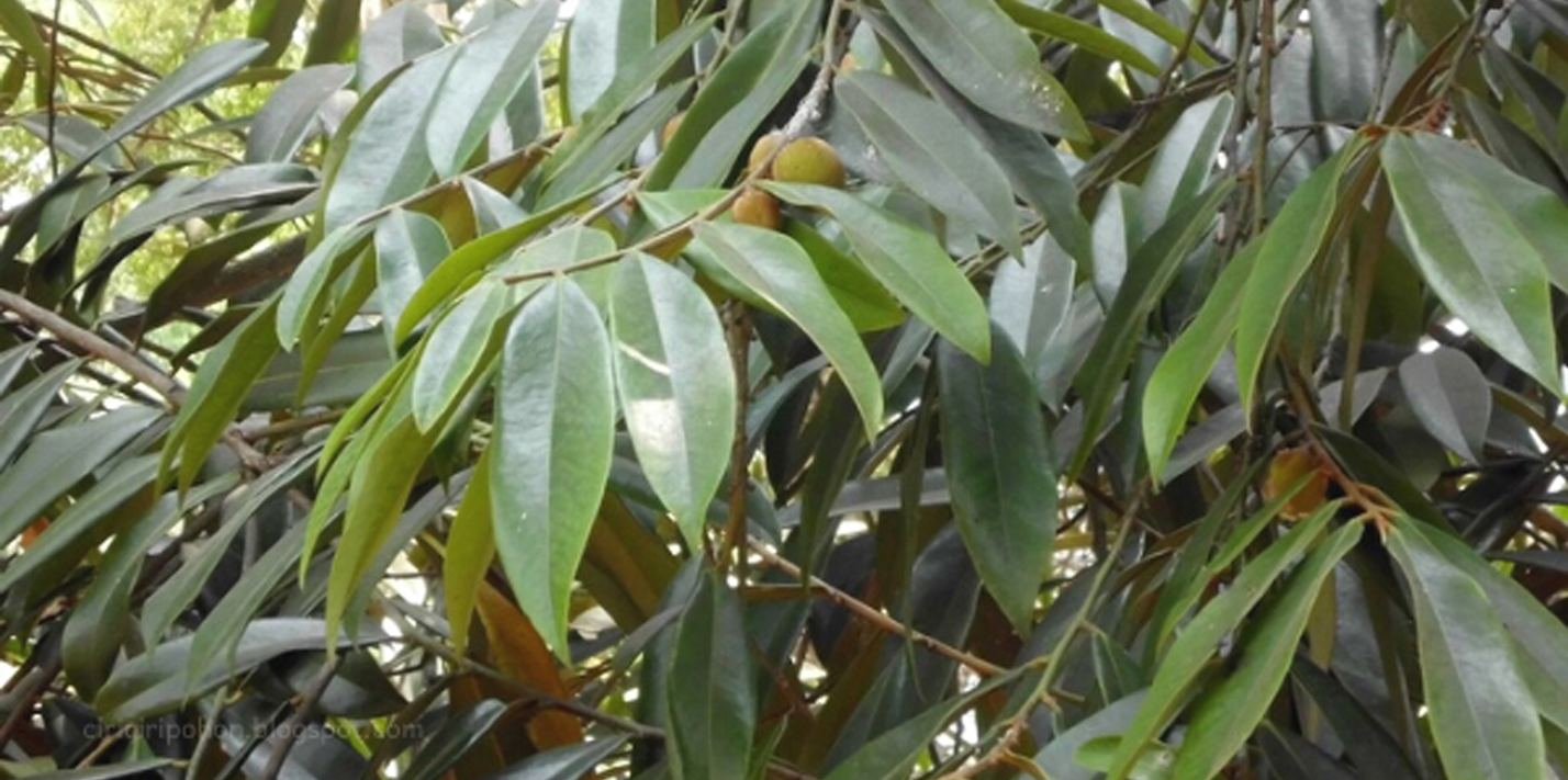 Selain Dimanfaatkan Kayunya, Daun Pohon Eboni Memiliki Khasiat Bagi Kesehatan Tubuh